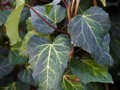 Hedera colchica Sulphur Heart IMG_2127 Bluszcz kolchidzki